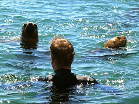 Schwimmen mit Seehunden